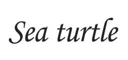 SEA TURTLE